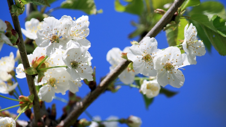 Frühling Frühling