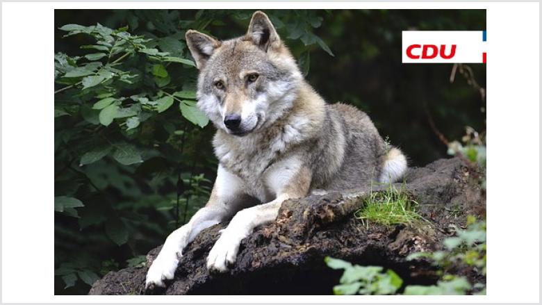 Wolf